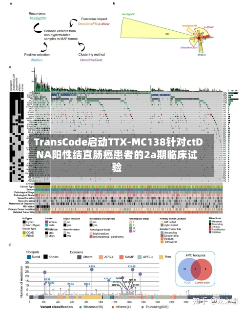 TransCode启动TTX-MC138针对ctDNA阳性结直肠癌患者的2a期临床试验-第2张图片