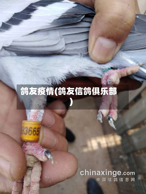 鸽友疫情(鸽友信鸽俱乐部)-第2张图片