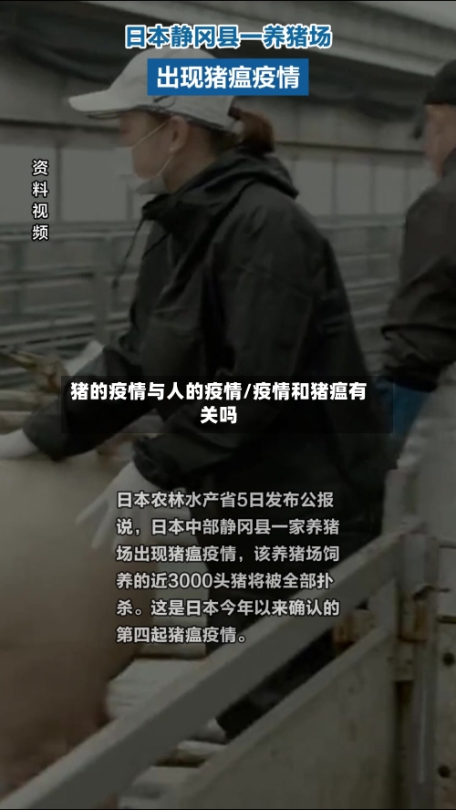 猪的疫情与人的疫情/疫情和猪瘟有关吗-第2张图片