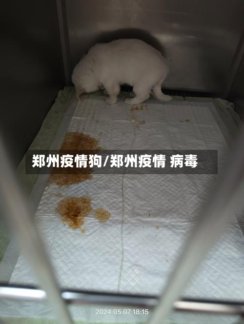 郑州疫情狗/郑州疫情 病毒-第2张图片