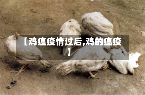 【鸡瘟疫情过后,鸡的瘟疫】