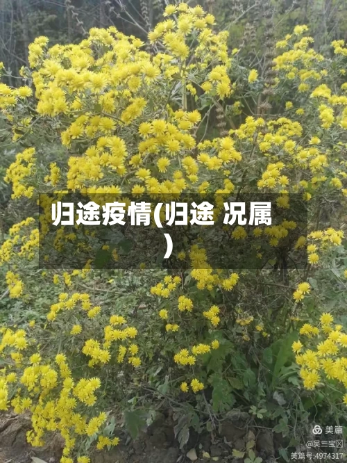 归途疫情(归途 况属)