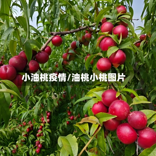 小油桃疫情/油桃小桃图片-第2张图片